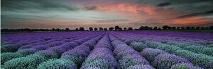 Valore Milano Lavender Field Glass Inserto dekorcsempe 25x75